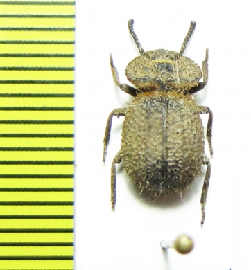 Pogonobasis scutellaris  Mozambique - INSECTS-STORE.RU