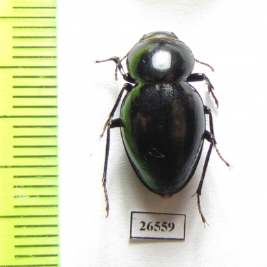 Tenebrionidae sp.  Angola - INSECTS-STORE.RU