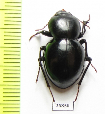 Tenebrionidae sp.  Angola - INSECTS-STORE.RU