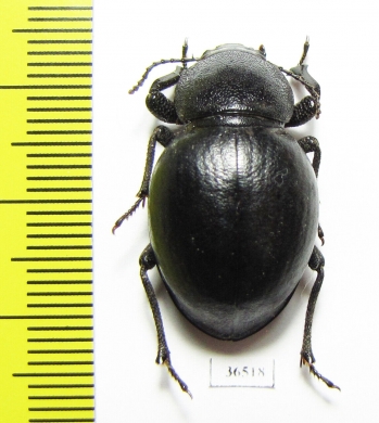 Tenebrionidae sp.  Zimbabwe - INSECTS-STORE.RU