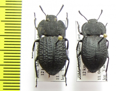 Tenebrionidae sp.  Zimbabwe - INSECTS-STORE.RU