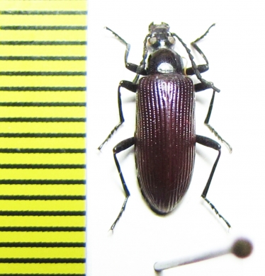 Tenebrionidae sp.  Zimbabwe - INSECTS-STORE.RU