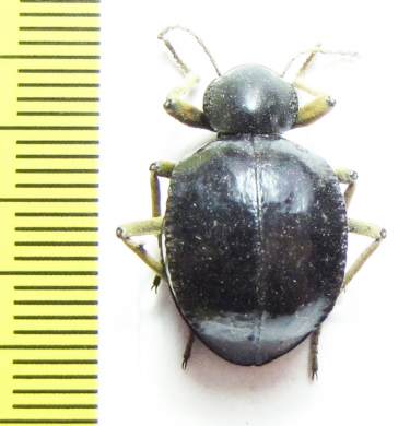 Tenebrionidae sp.  Zimbabwe - INSECTS-STORE.RU