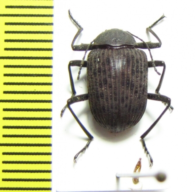 Tenebrionidae sp.  Zimbabwe - INSECTS-STORE.RU