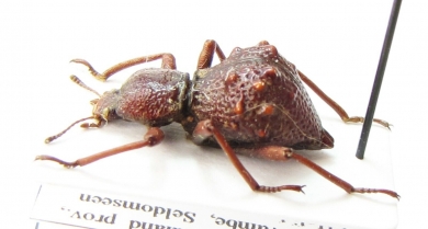 Phymaeus sp.  Zimbabwe - INSECTS-STORE.RU