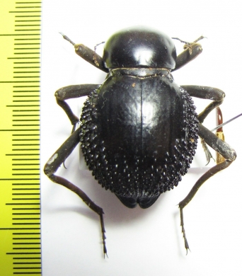 Psammodes sp.  Zimbabwe - INSECTS-STORE.RU