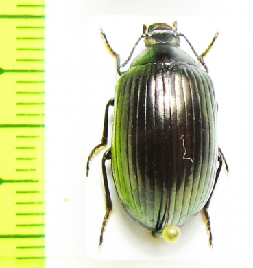 Tenebrionidae sp.  Ethiopia - INSECTS-STORE.RU