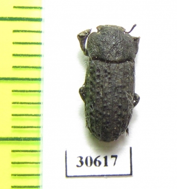 Tenebrionidae sp.  Ethiopia - INSECTS-STORE.RU