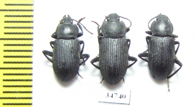 Tenebrionidae sp.  Ethiopia - INSECTS-STORE.RU