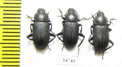 Tenebrionidae sp.  Ethiopia - INSECTS-STORE.RU