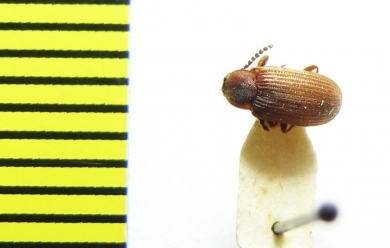 Gonocnemis strigipennis  Ethiopia - INSECTS-STORE.RU