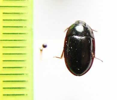 Peltoides longulus inhirsutus  Ethiopia - INSECTS-STORE.RU