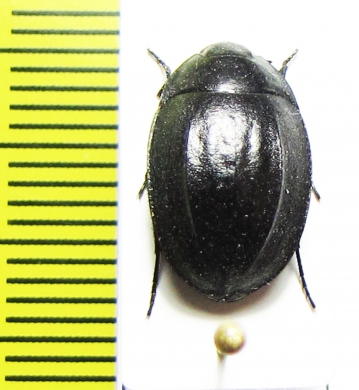 Zophosis sp.  Ethiopia - INSECTS-STORE.RU