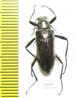 Tenebrionidae sp.  Cote d'Ivoire - INSECTS-STORE.RU