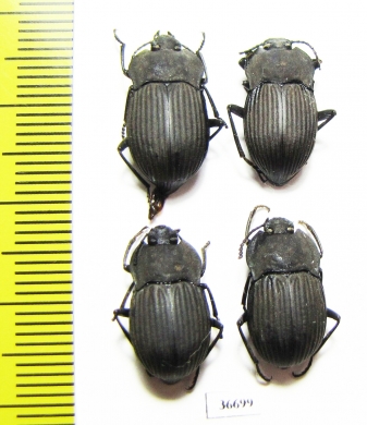 Tenebrionidae sp.  Cote d'Ivoire - INSECTS-STORE.RU