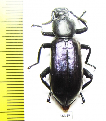 Tenebrionidae sp.  Cote d'Ivoire - INSECTS-STORE.RU