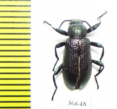 Tenebrionidae sp.  Cote d'Ivoire - INSECTS-STORE.RU