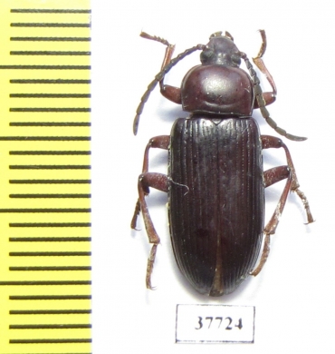 Achrostus girardi  Cote d'Ivoire - INSECTS-STORE.RU