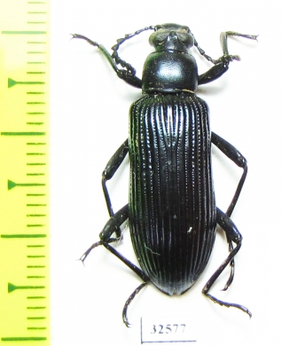 Tenebrionidae sp.  Malawi - INSECTS-STORE.RU