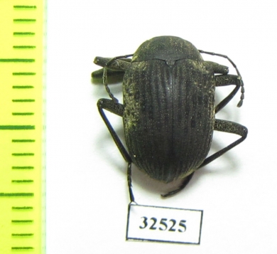 Tenebrionidae sp.  Malawi - INSECTS-STORE.RU