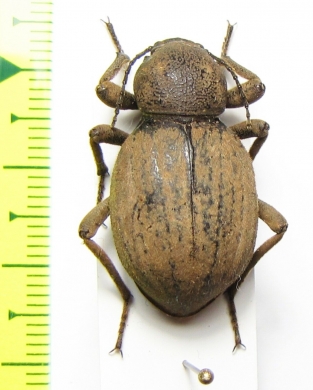 Tenebrionidae sp.  Kenya - INSECTS-STORE.RU