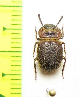 Pogonobasis sp.  Kenya - INSECTS-STORE.RU