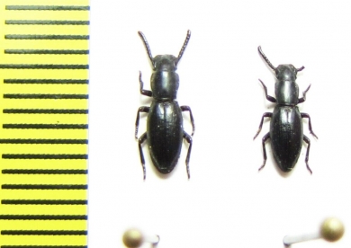 Tenebrionidae sp.  Kenya - INSECTS-STORE.RU