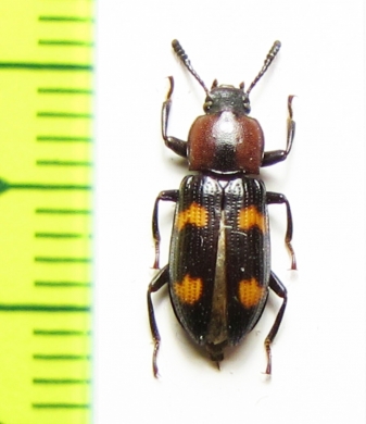 Menephilus distinguendus  Kenya - INSECTS-STORE.RU