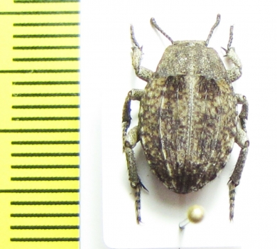 Orientochile elegans  Kenya - INSECTS-STORE.RU