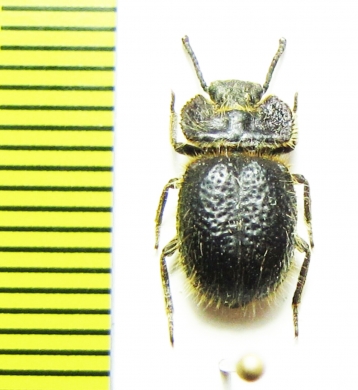 Pogonobasis sp.  Kenya - INSECTS-STORE.RU