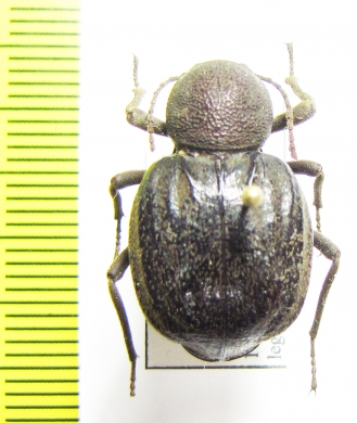 Psammodes castanopterus  Kenya - INSECTS-STORE.RU