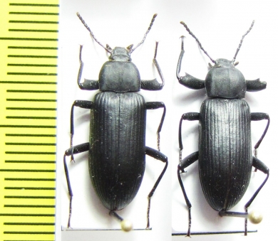 Tenebrionidae sp.  Namibia - INSECTS-STORE.RU