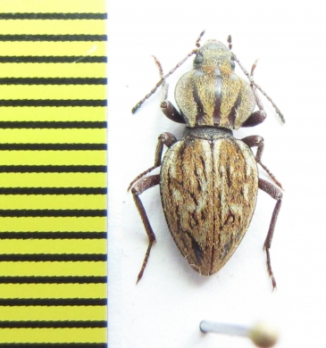 Tenebrionidae sp.  Namibia - INSECTS-STORE.RU