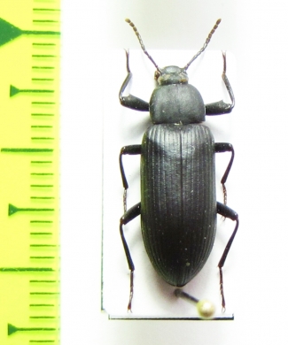 Tenebrionidae sp.  Namibia - INSECTS-STORE.RU