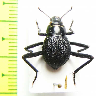 Tenebrionidae sp.  Namibia - INSECTS-STORE.RU