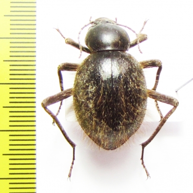 Tenebrionidae sp.  Namibia - INSECTS-STORE.RU