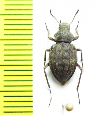 Tenebrionidae sp.  Namibia - INSECTS-STORE.RU