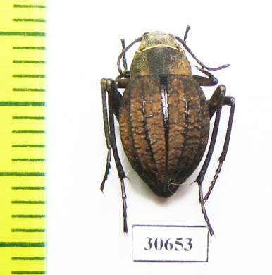 Tenebrionidae sp.  Namibia - INSECTS-STORE.RU