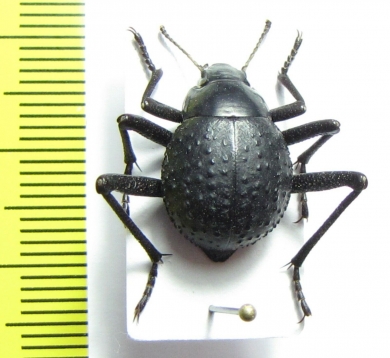 Physosterna sp.  Namibia - INSECTS-STORE.RU