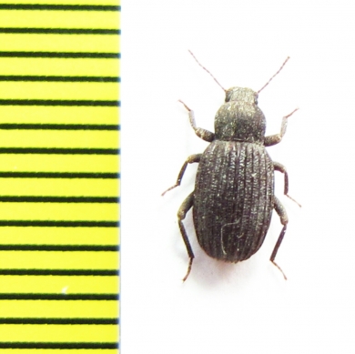 Tenebrionidae sp.  Namibia - INSECTS-STORE.RU