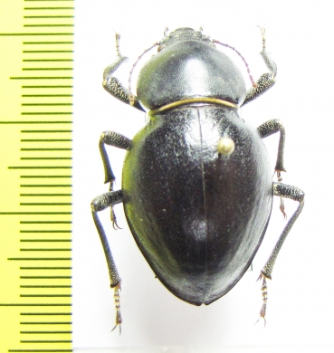 Tenebrionidae sp.  Namibia - INSECTS-STORE.RU