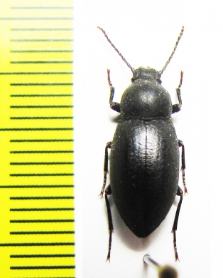 Tenebrionidae sp.  Namibia - INSECTS-STORE.RU