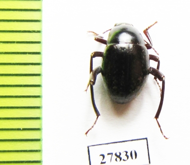 Tenebrionidae sp.  Namibia - INSECTS-STORE.RU