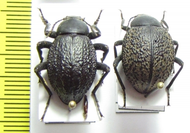 Tenebrionidae sp., pair  Namibia - INSECTS-STORE.RU