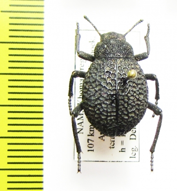 Alogenius cavifrons  Namibia - INSECTS-STORE.RU