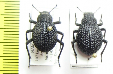 Alogenius cavifrons, pair  Namibia - INSECTS-STORE.RU