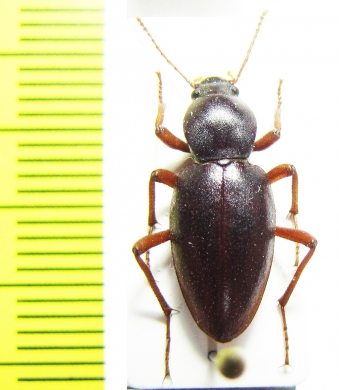 Brinckia sp.  Namibia - INSECTS-STORE.RU