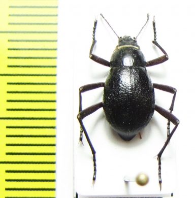 Cauricara brunnipes  Namibia - INSECTS-STORE.RU