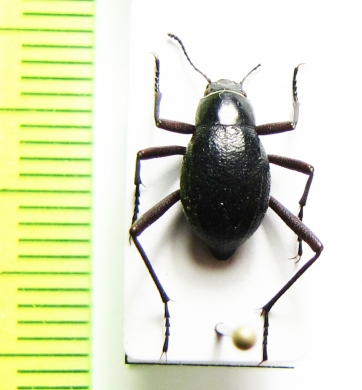 Cauricara brunnipes  Namibia - INSECTS-STORE.RU