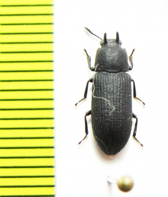 Cryphaeus sp.  Namibia - INSECTS-STORE.RU